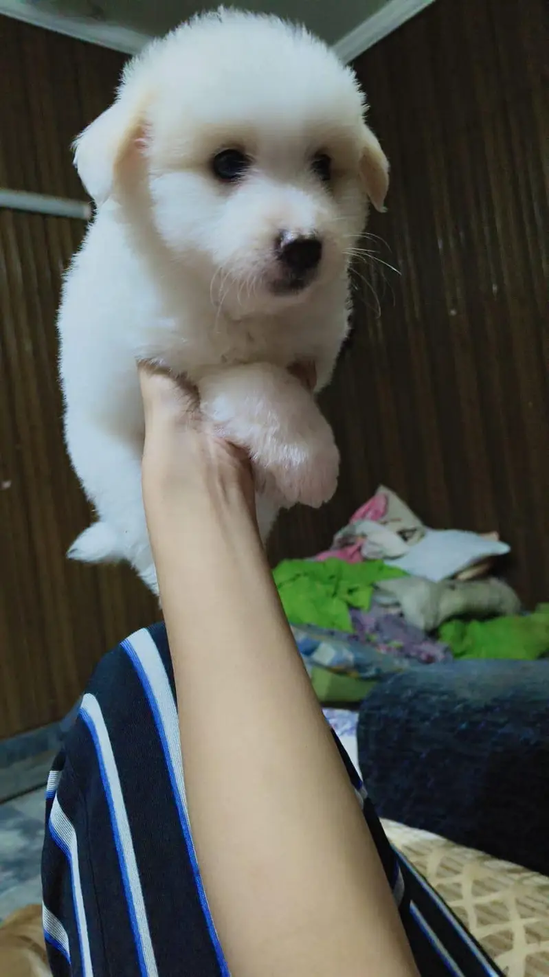 poodle and Russian mix — photo 3