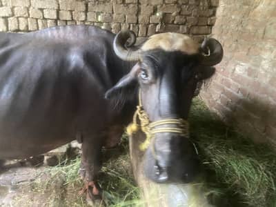 Buffalo Sale
