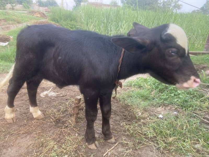 Buffalo 1