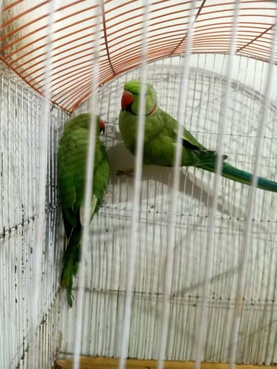 ringneck