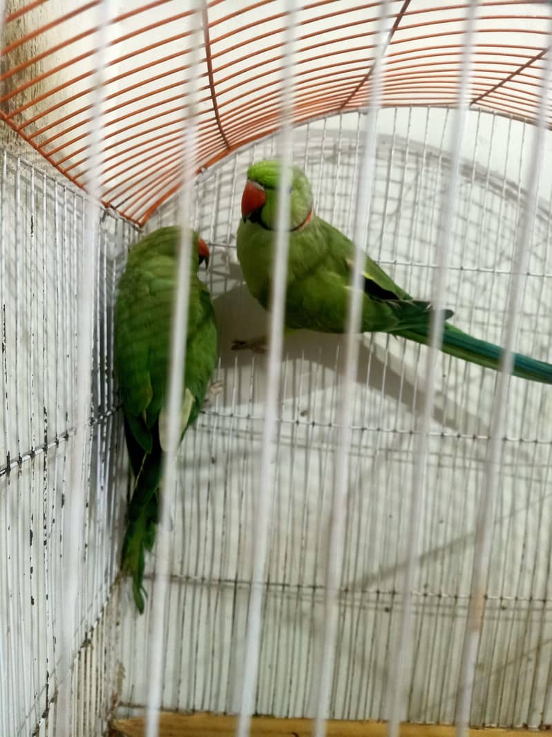 ringneck 0