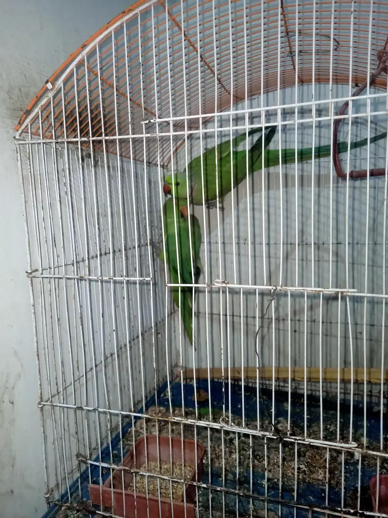 ringneck — photo 2