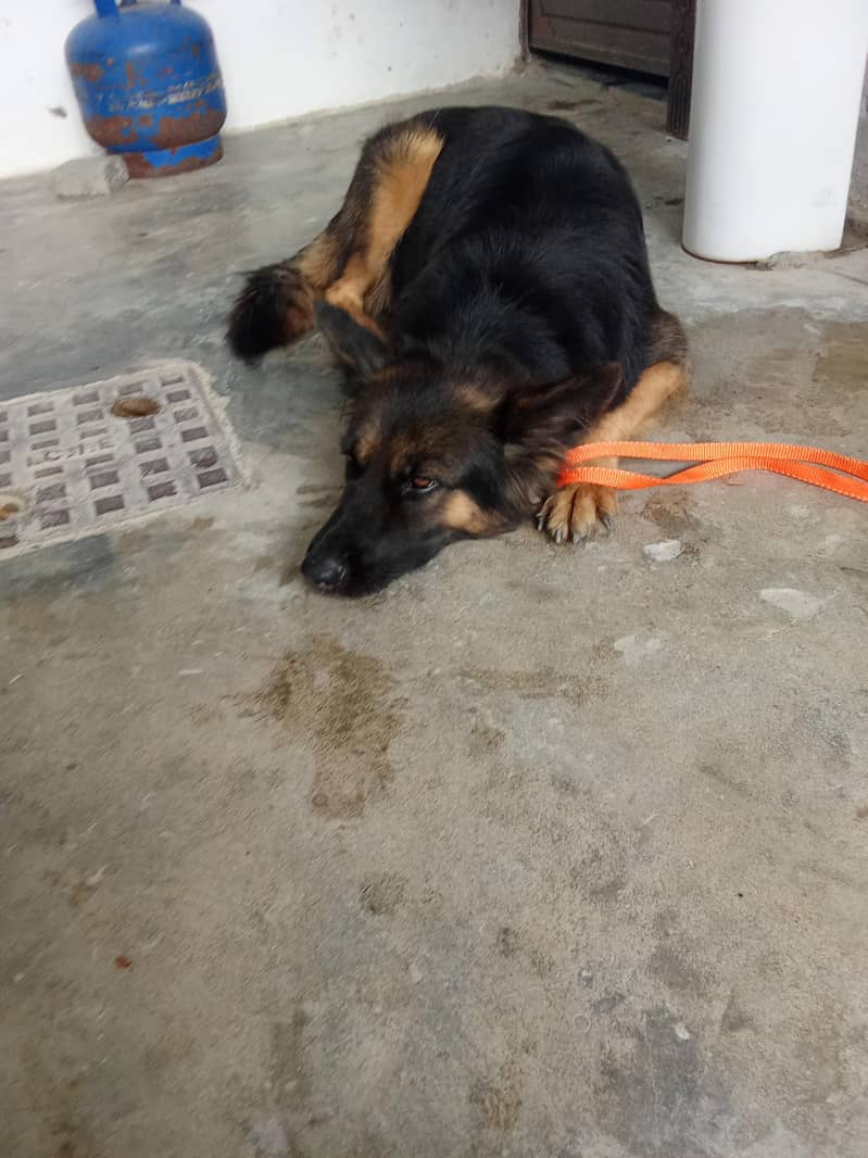 German Shepherd 0