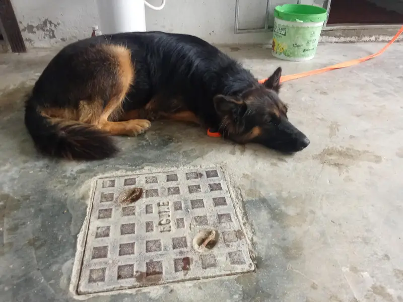 German Shepherd — photo 2