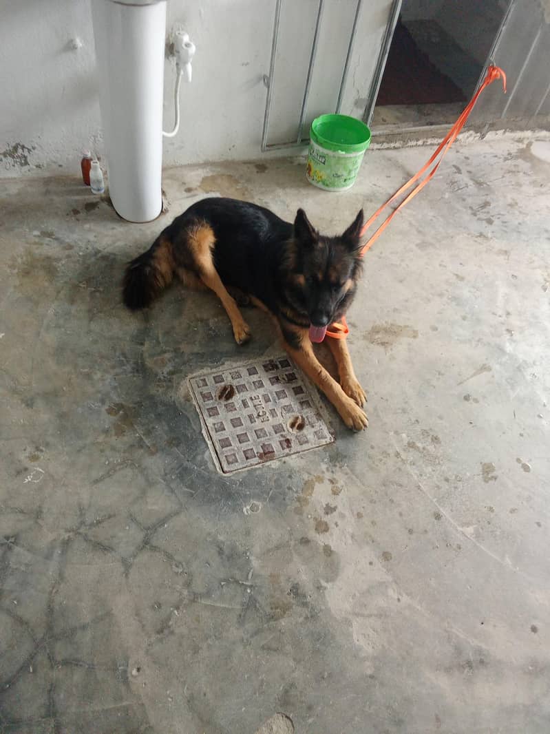 German Shepherd 2