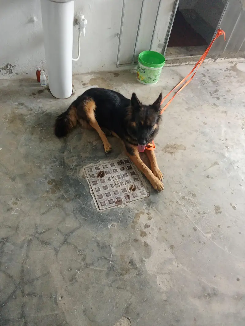 German Shepherd — photo 3