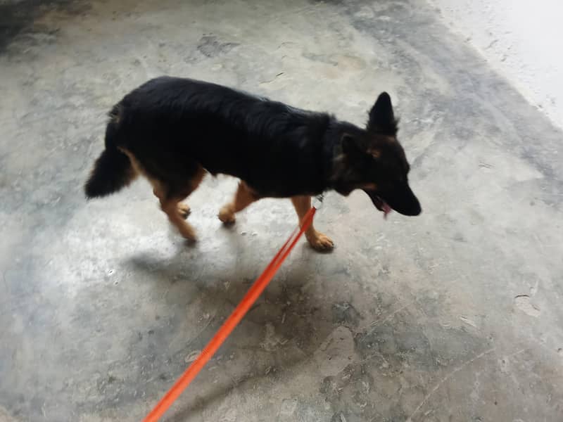 German Shepherd 4