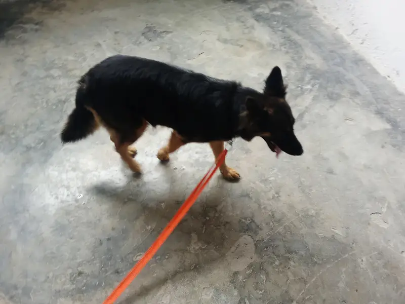German Shepherd — photo 5
