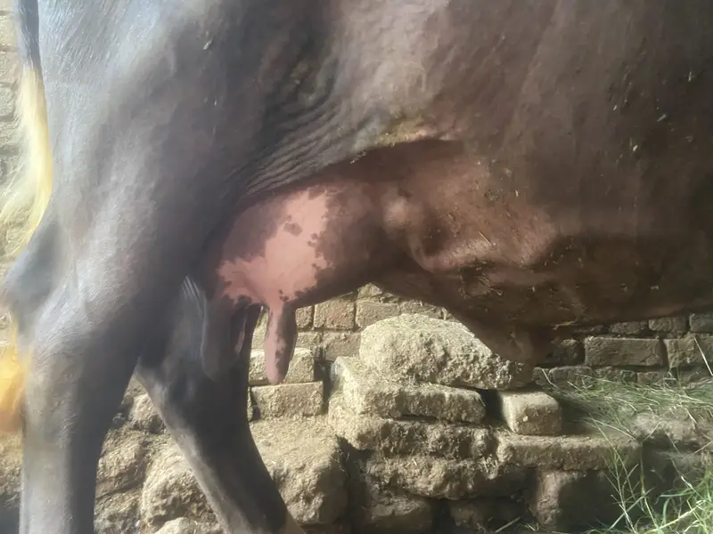 Buffalo Sale — photo 3