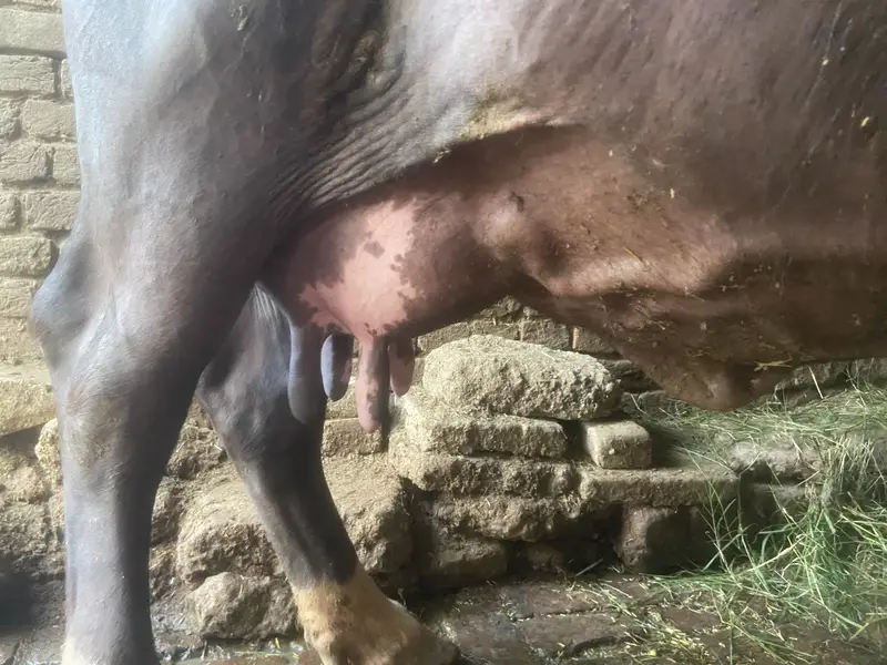 Buffalo Sale — photo 4