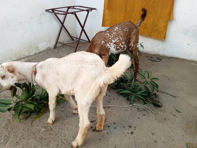 Goat Pair 3
