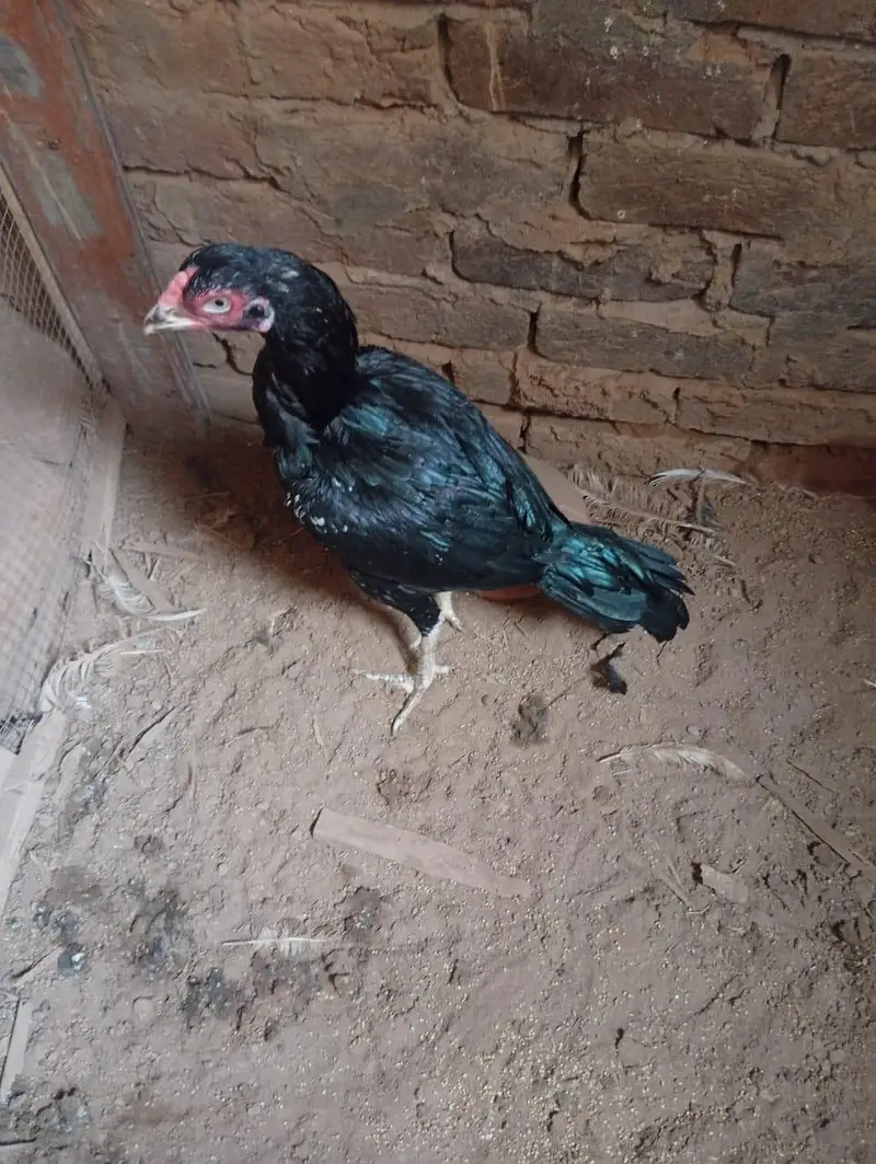 lassani madi for sale — photo 4