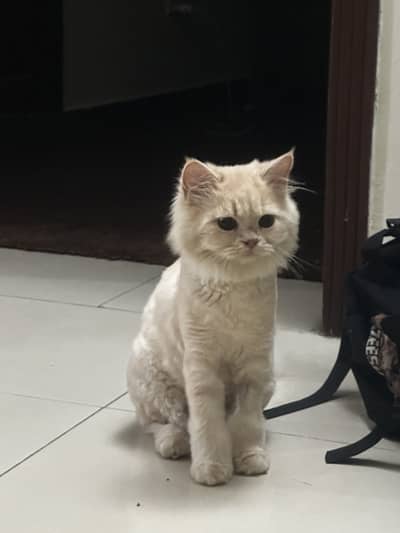 5 Months Pair kittens