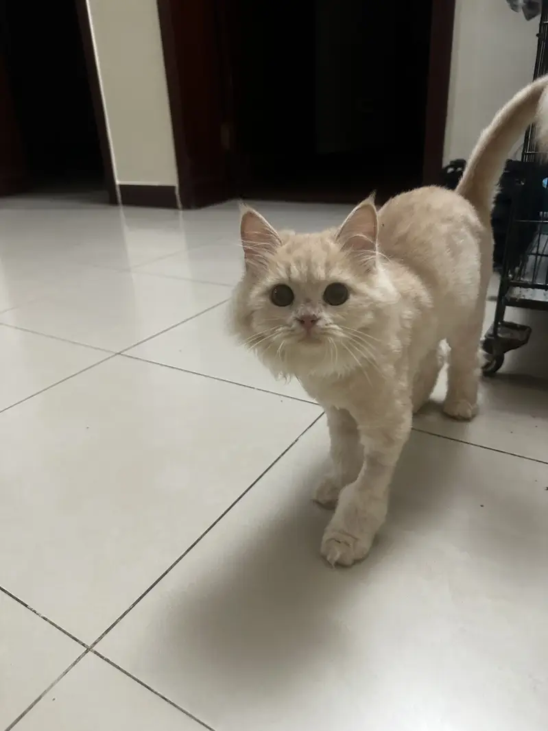 5 Months Pair kittens — photo 5