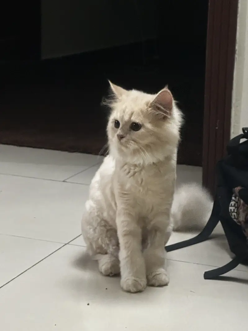 5 Months Pair kittens — photo 6