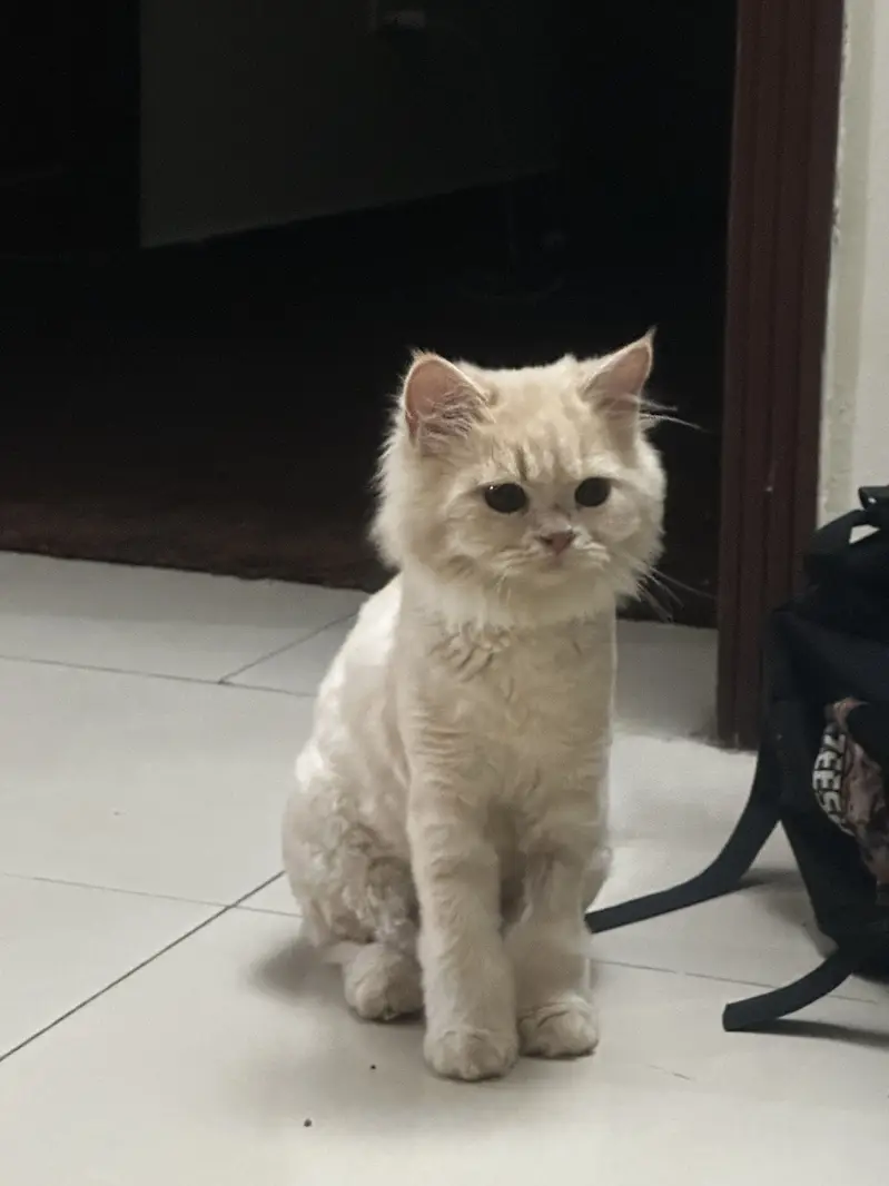 5 Months Pair kittens — photo 8