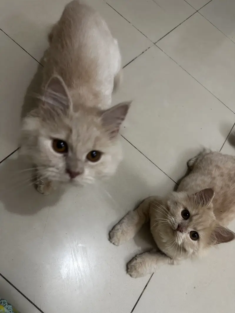 5 Months Pair kittens — photo 9