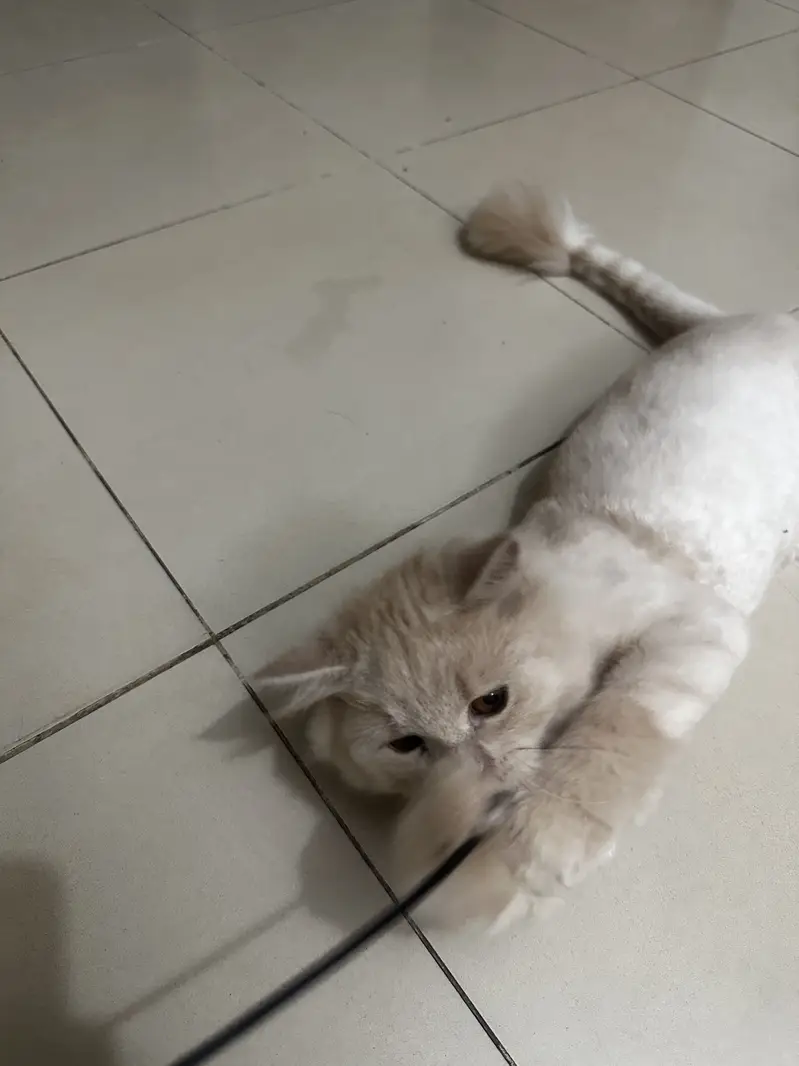 5 Months Pair kittens — photo 10