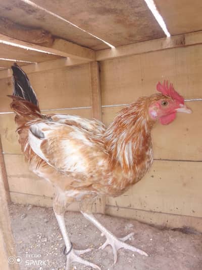 Golden Misri For sale in Faisalabad