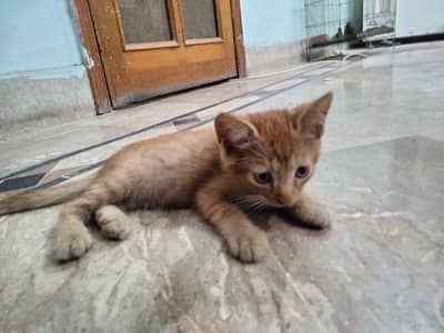 kitten for sale
