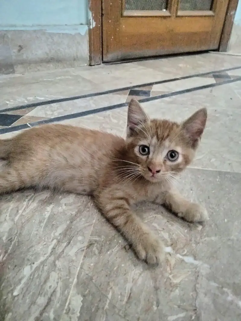kitten for sale — photo 2