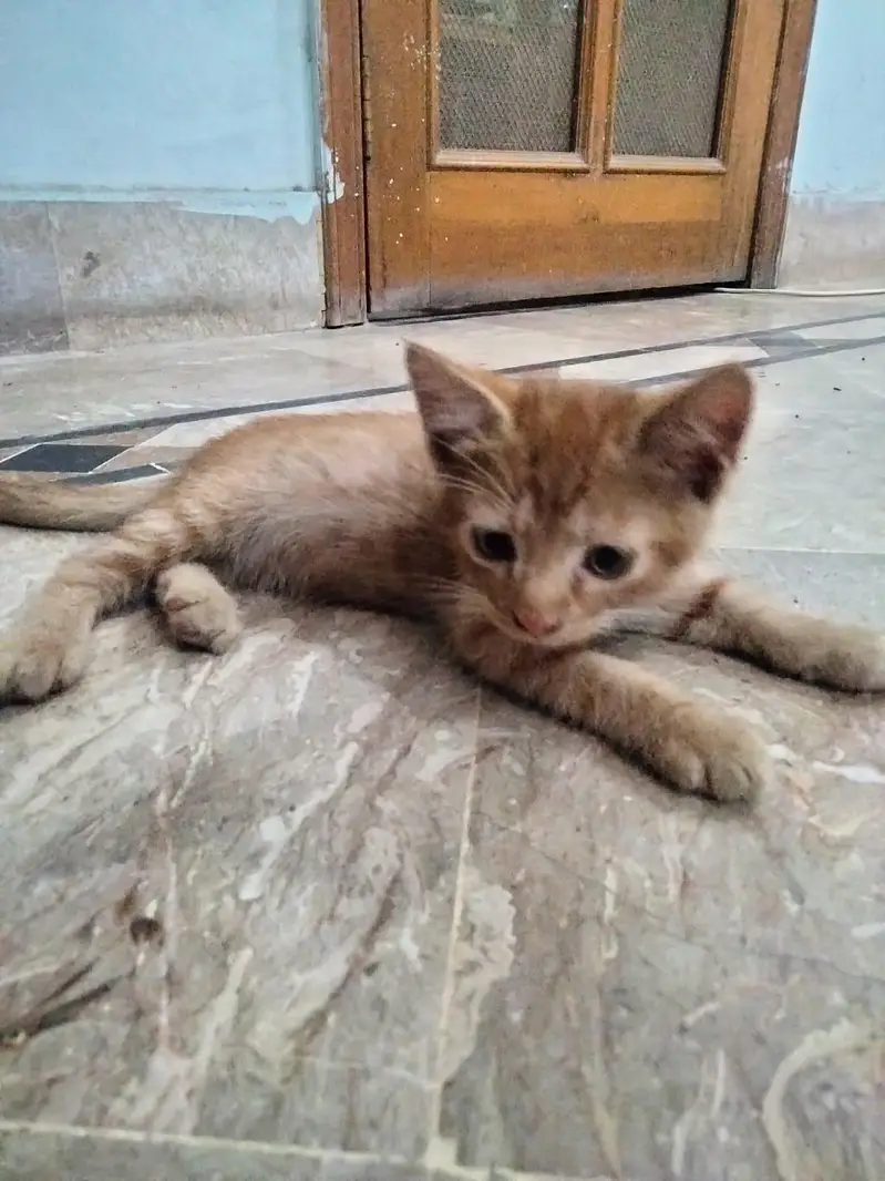 kitten for sale — photo 3