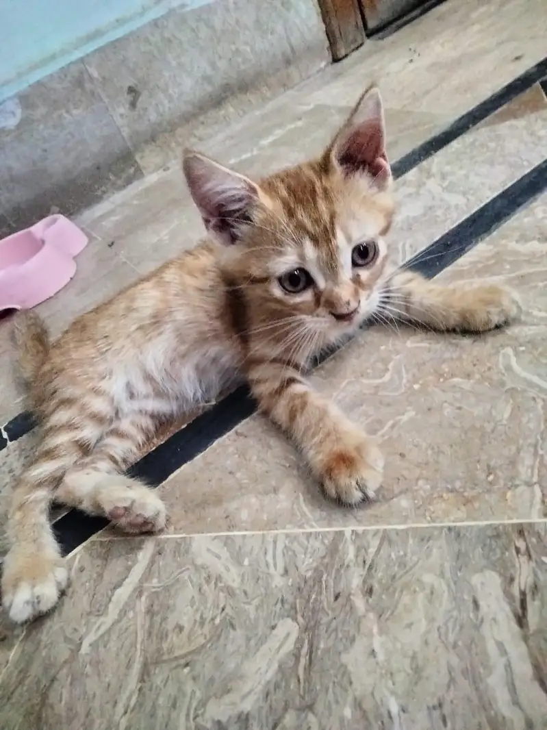 kitten for sale — photo 4