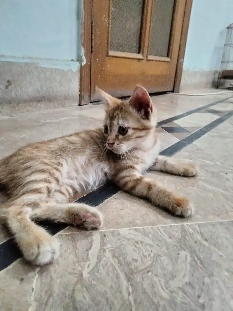kitten for sale — photo 5