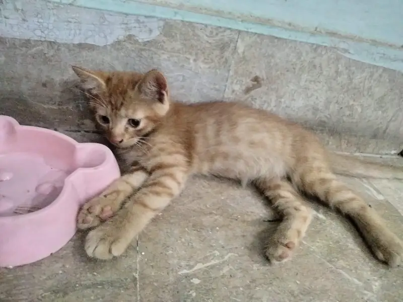 kitten for sale — photo 6