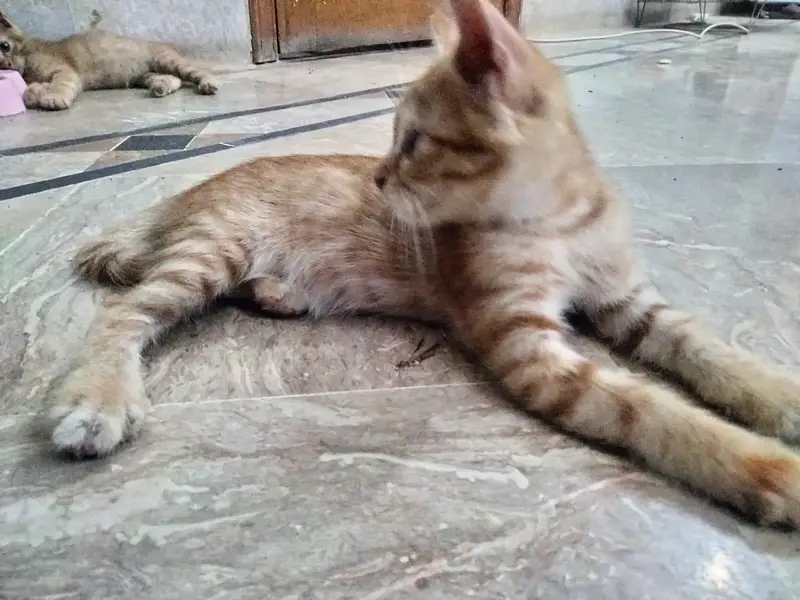 kitten for sale — photo 7