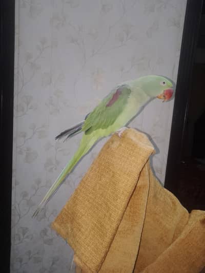 Raw Parrot and Cage