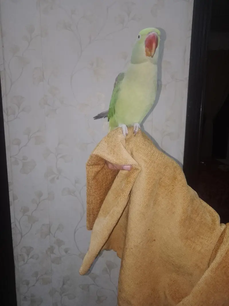 Raw Parrot and Cage — photo 2