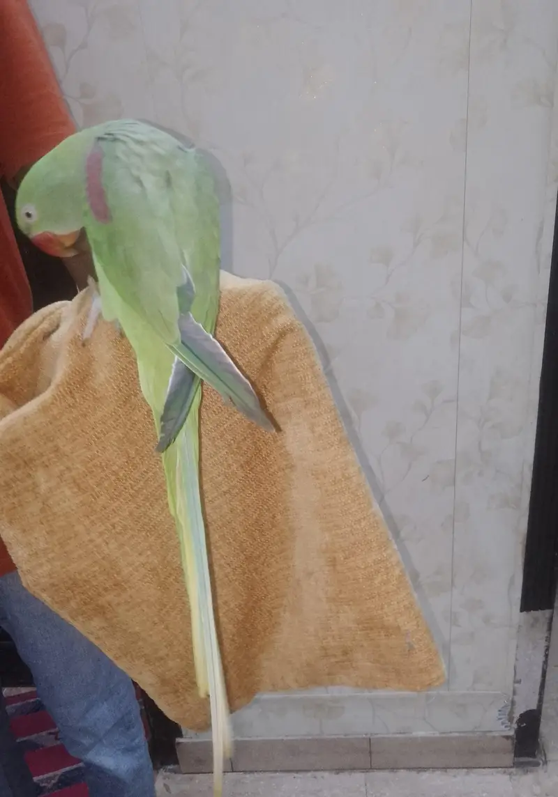 Raw Parrot and Cage — photo 3
