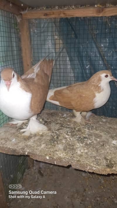 zarad sharazi confirm breeder pair for sale