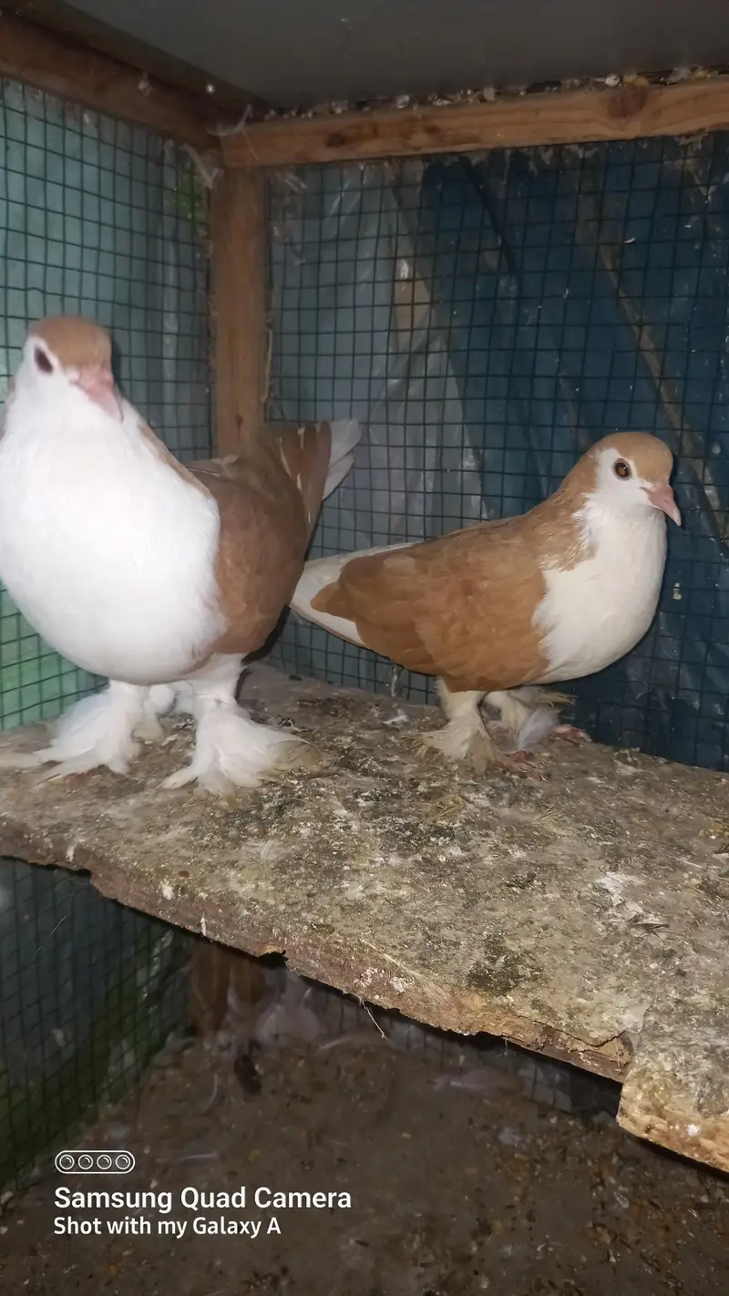 zarad sharazi confirm breeder pair for sale — photo 2