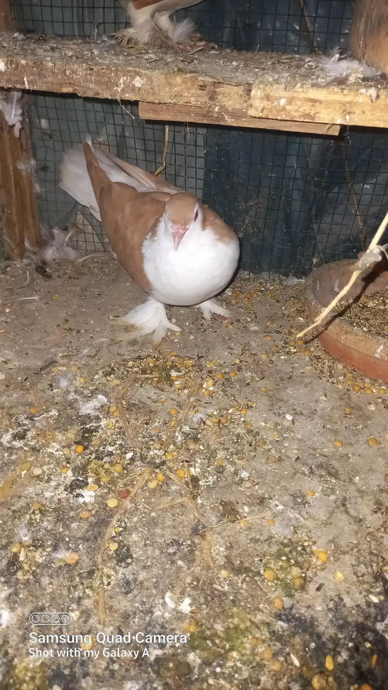 zarad sharazi confirm breeder pair for sale — photo 3