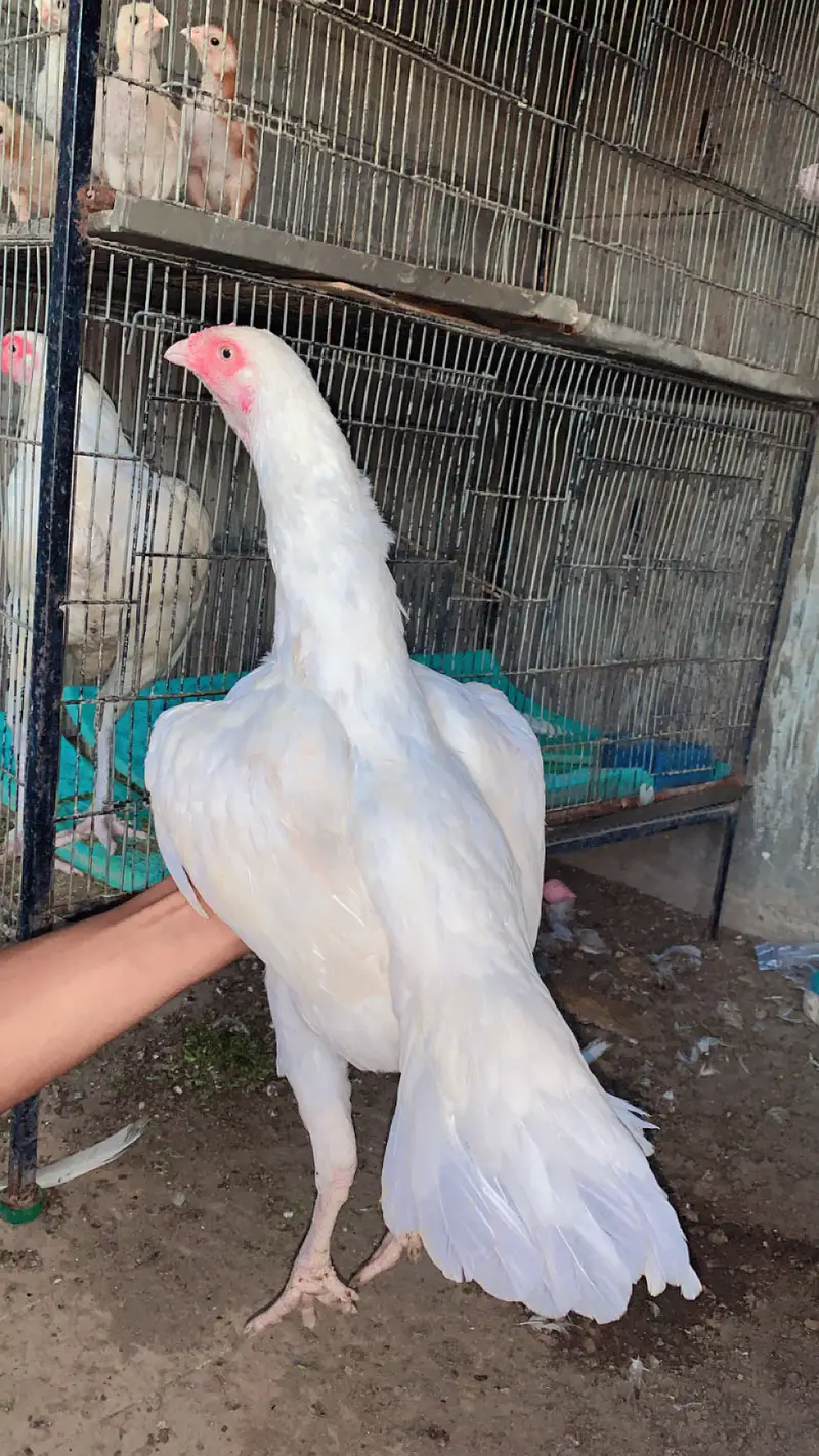 Aseeh heera madi — photo 2