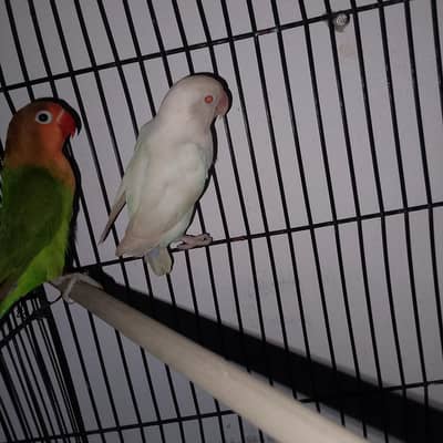 sell the love bird