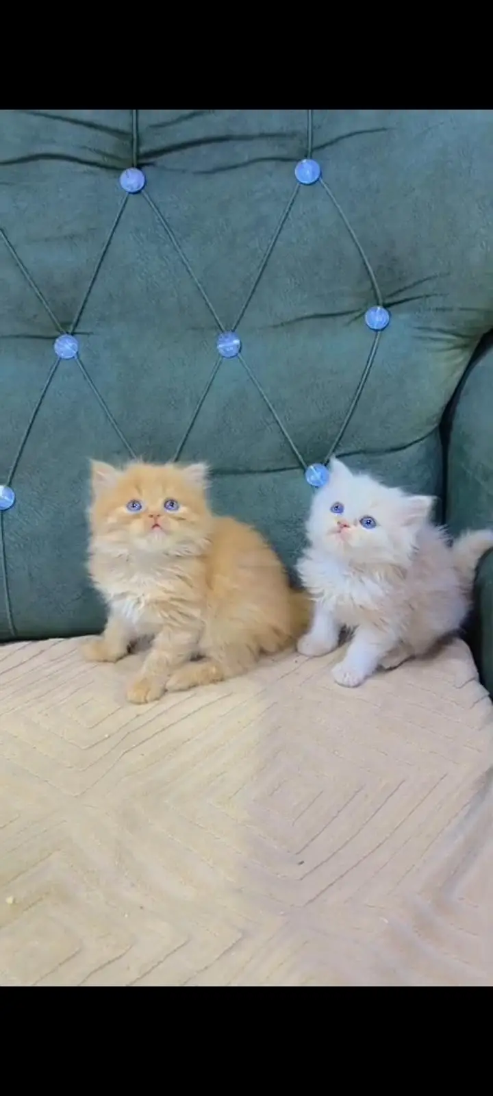 Quality Persian cat & Kittens Male & female available for sale — photo 3