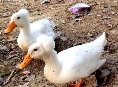 Crested Duck