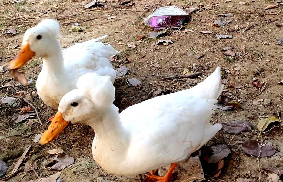 Crested Duck 1