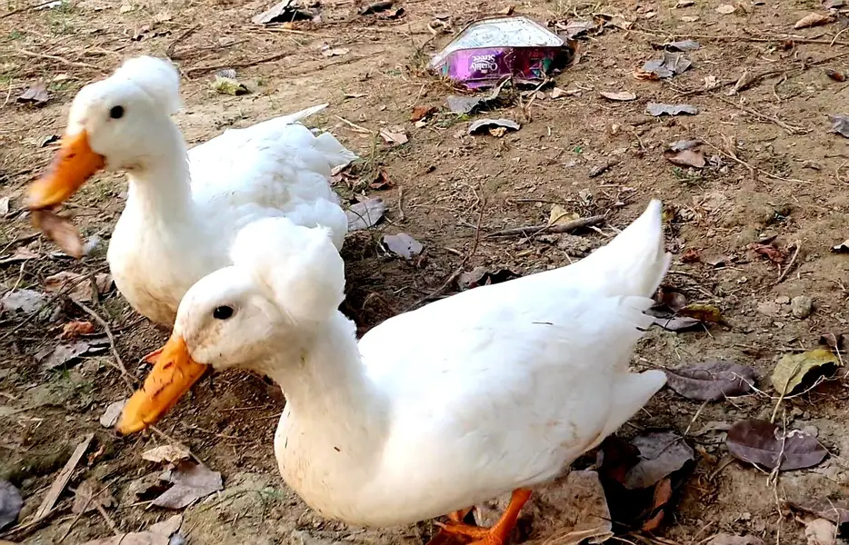 Crested Duck — photo 2