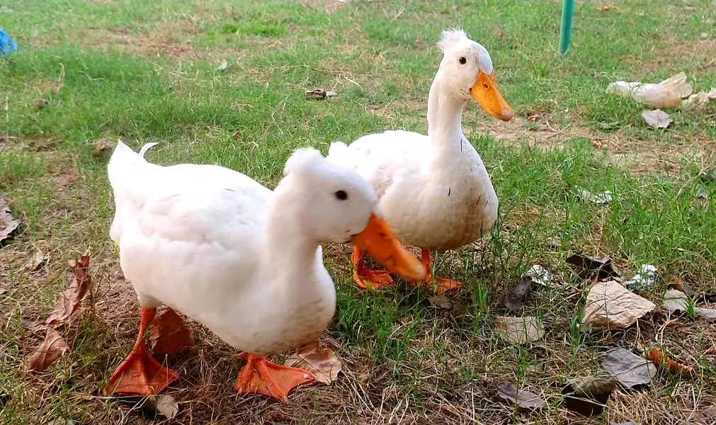 Crested Duck — photo 3
