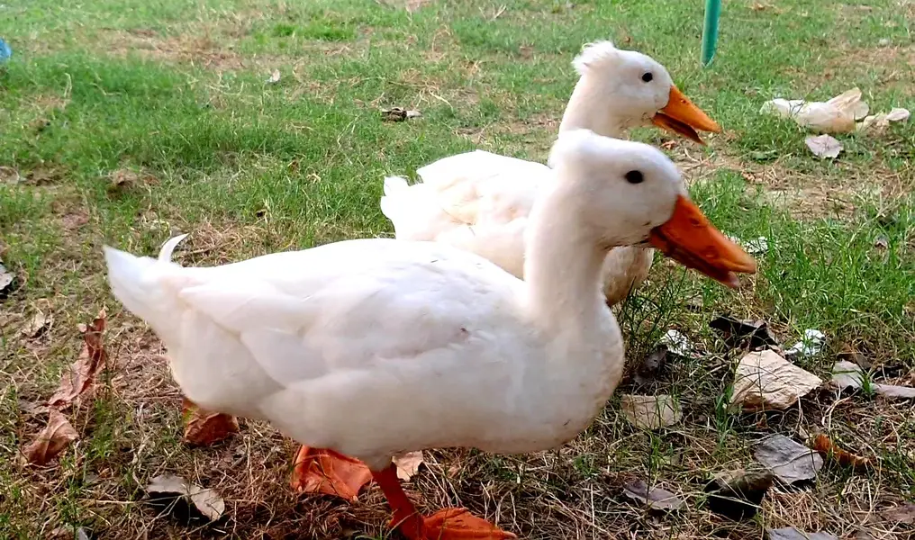 Crested Duck — photo 4
