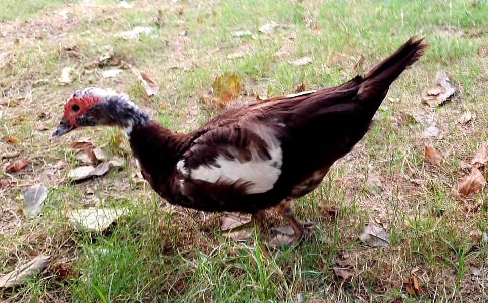 Crested Duck 4