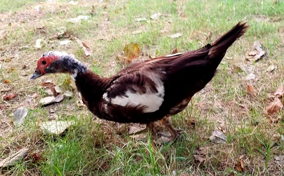 Crested Duck — photo 5