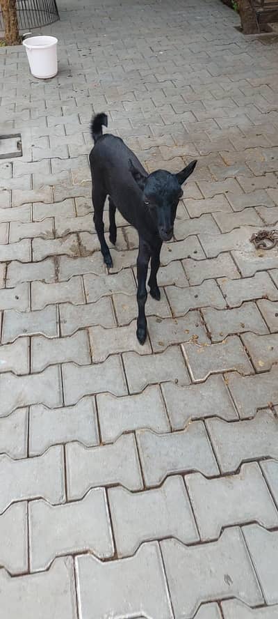black Teda for sale