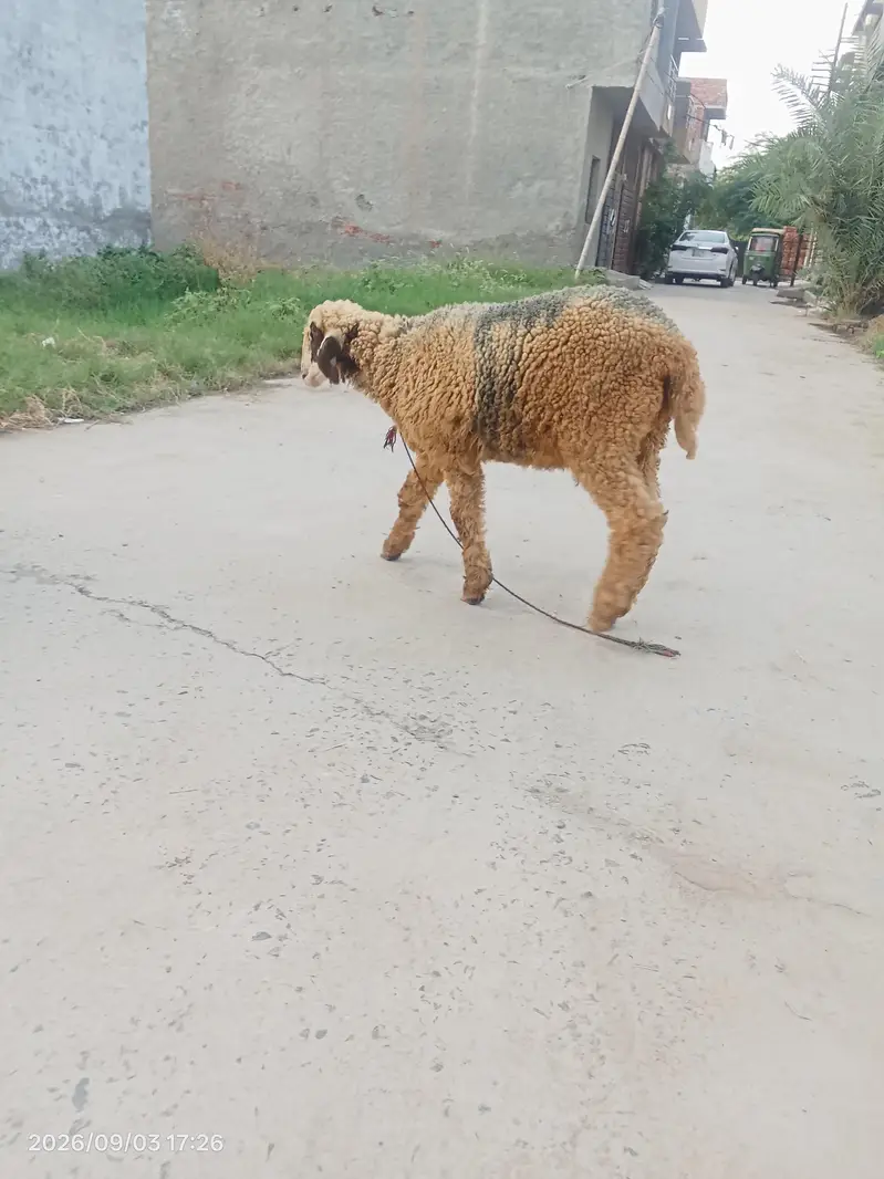 mundri female — photo 2