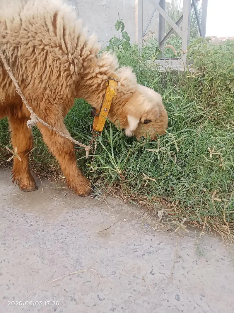 mundri female — photo 3