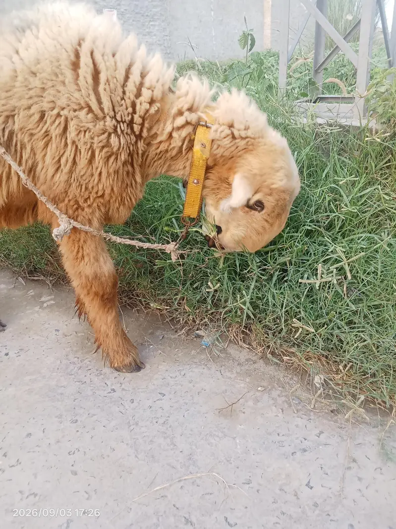 mundri female — photo 4
